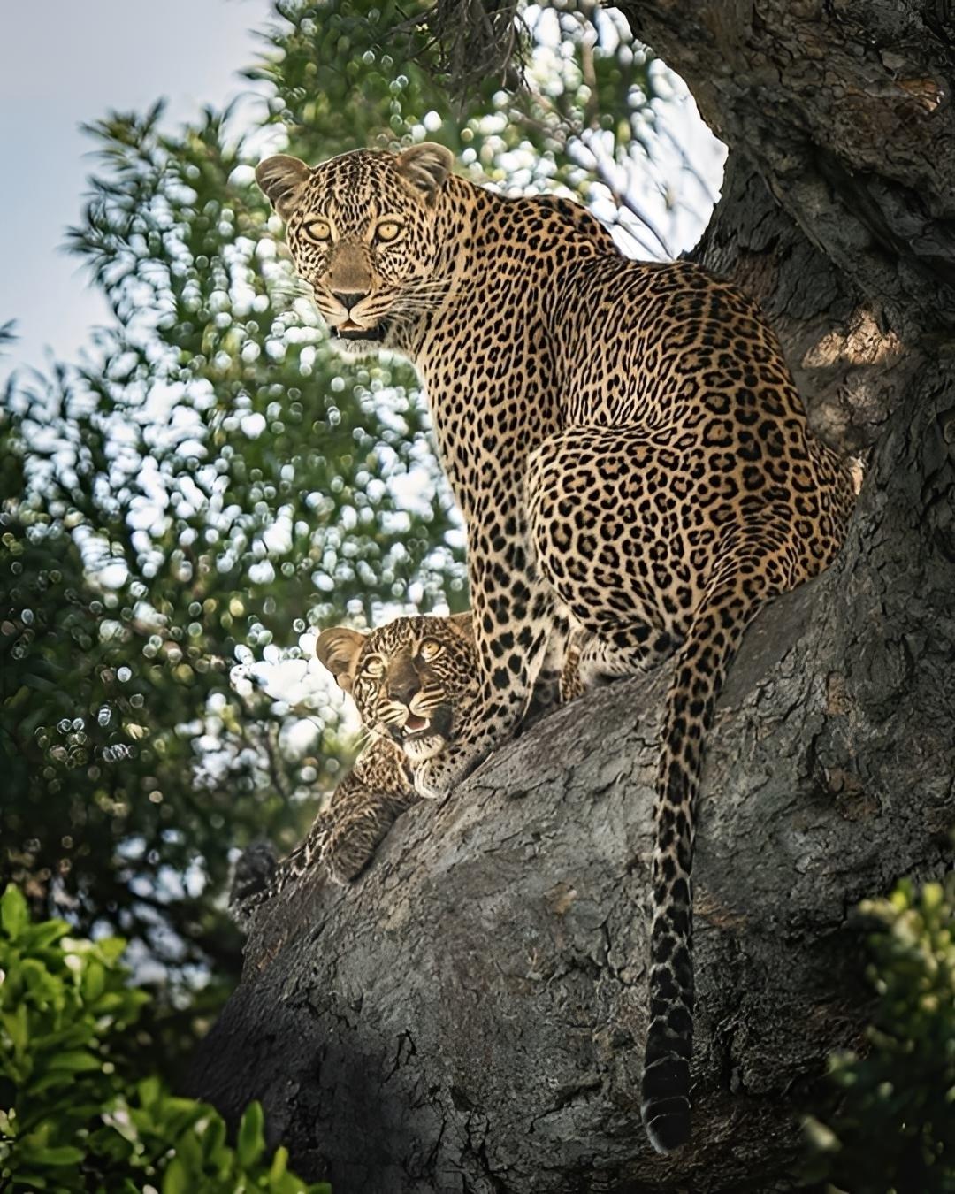 Мама-леопард остаётся рядом со своими детёнышами больше года, оберегая их и шаг за шагом обучая охоте и искусству выживания в дикой природе.