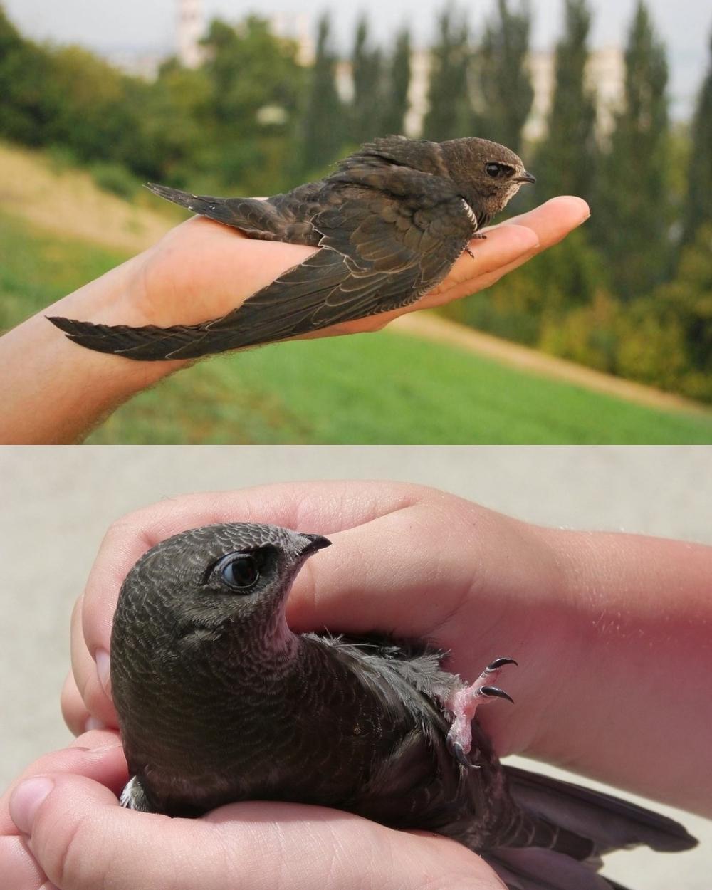 Правда ли, что стриж никогда не садится на землю?