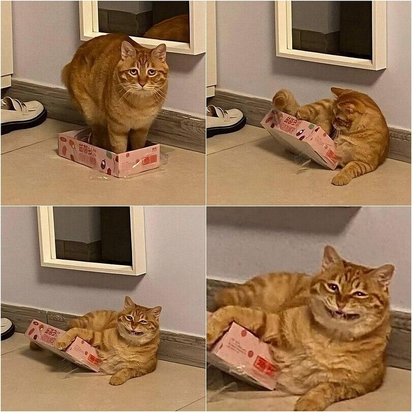 Ученые и специалисты по поведению животных объяснили, почему коты так обожают коробки. На эту тему было проведено несколько исследований.