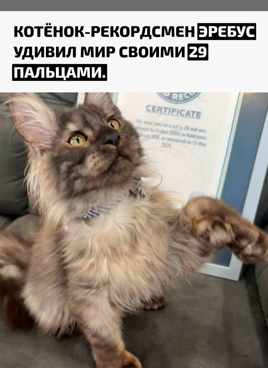 Мейн-кун по имени Эребус родился с полидактилией — генетической особенностью, при которой на лапах формируется больше пальцев, чем обычно. У малыша сразу на трёх лапах насчитали по семь пальцев, а на четвёртой — восемь.