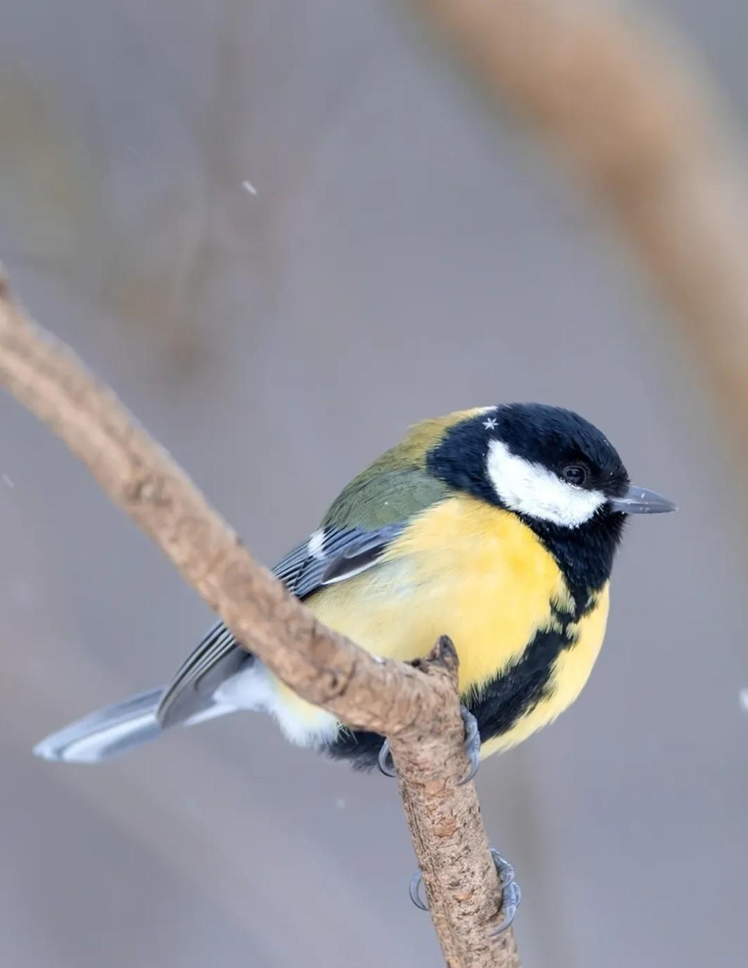 Если вы еще не умилялись сегодня, то этот пост специально для вас.