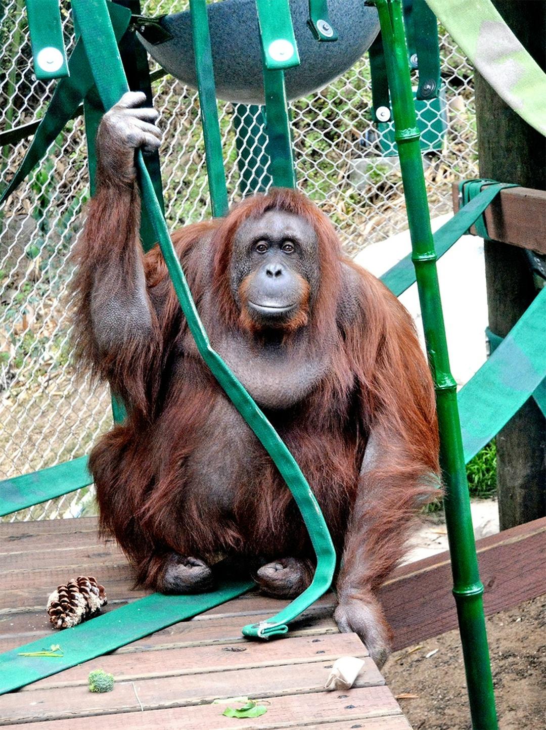 Орангутан Фу Манчу, живший в зоопарке штата Небраска с 1965 по 1983 г., неоднократно сбегал из клетки, используя ключ, который он сделал из куска проволоки.