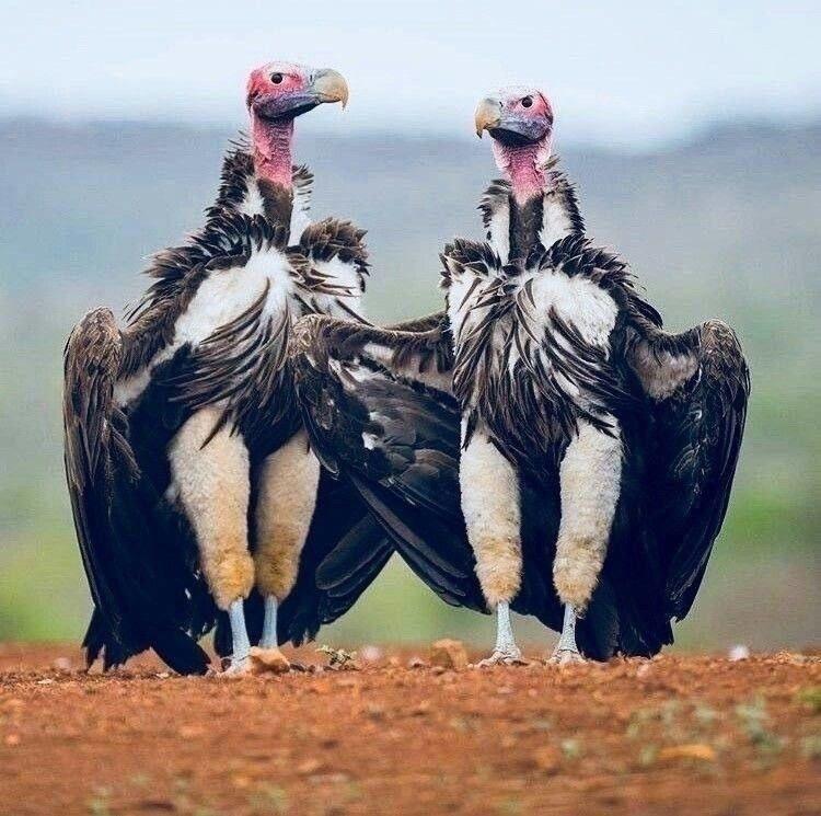 Рекорды и факты каждый день!