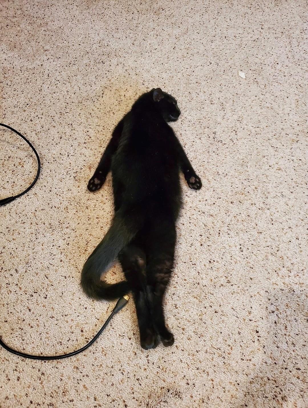 «Сплутинг» — это когда животные ложатся на живот, вытянув лапы назад.