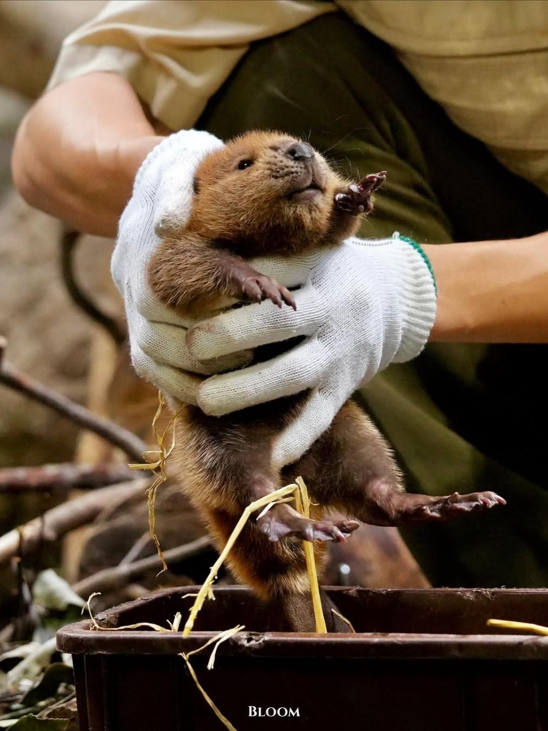 В японском зоопарке полгода назад родились бобрята — маленькие, круглые и с максимально сосредоточенными мордашками.