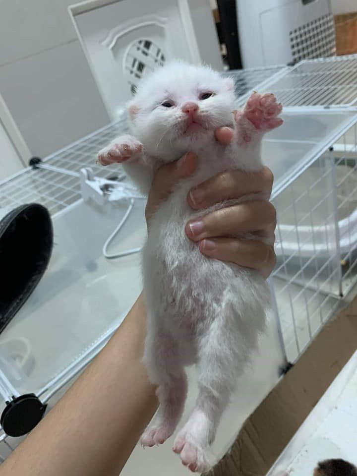 Жительница Таиланда заметила, что у её котёнка внезапно раздулся живот, и срочно отвезла его к ветеринару