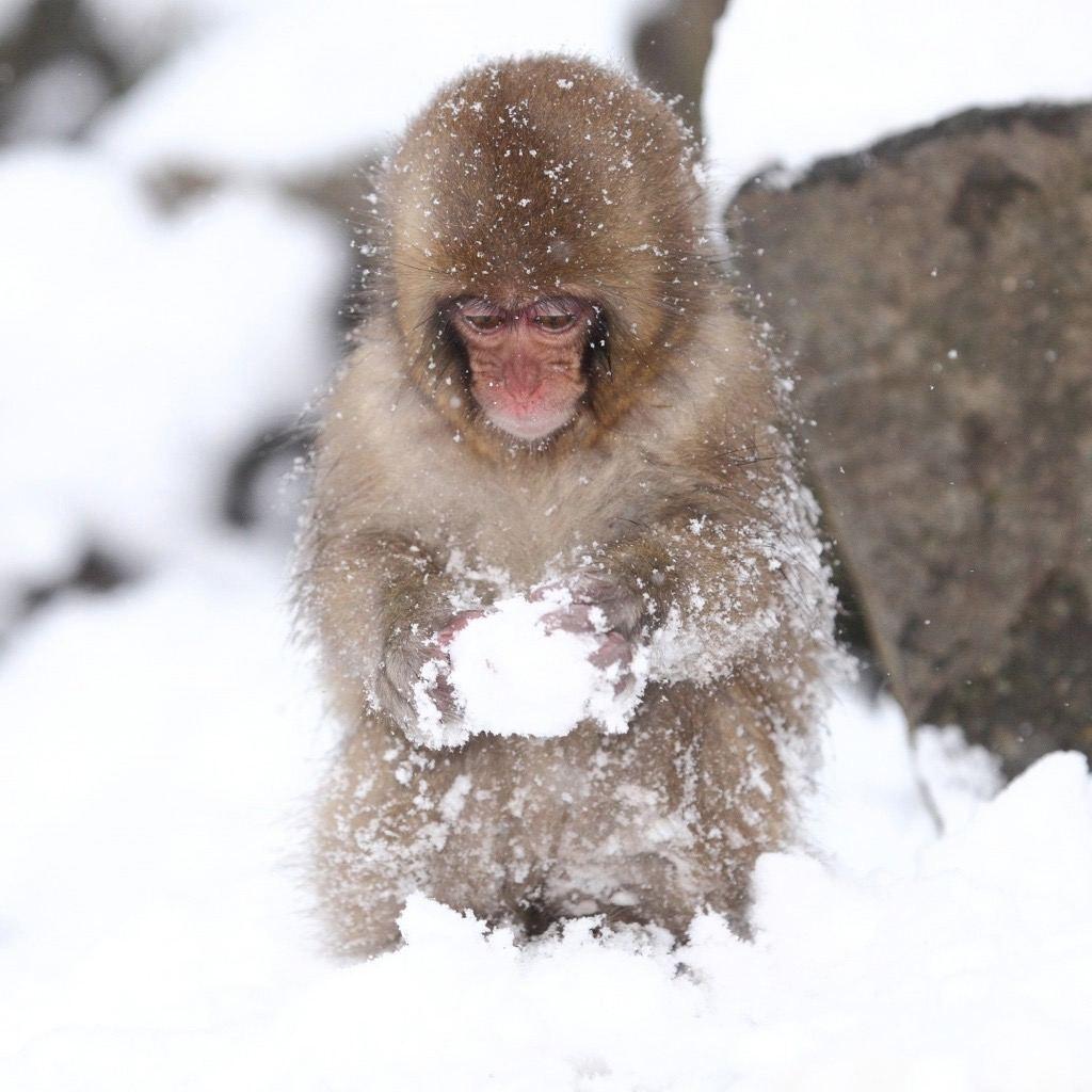 Зимой в долинах нагорья Сига в Японии можно наблюдать удивительное зрелище — снежных обезьян, которые играют в сугробах, перебирают снег лапами и даже лепят подобие снежков.