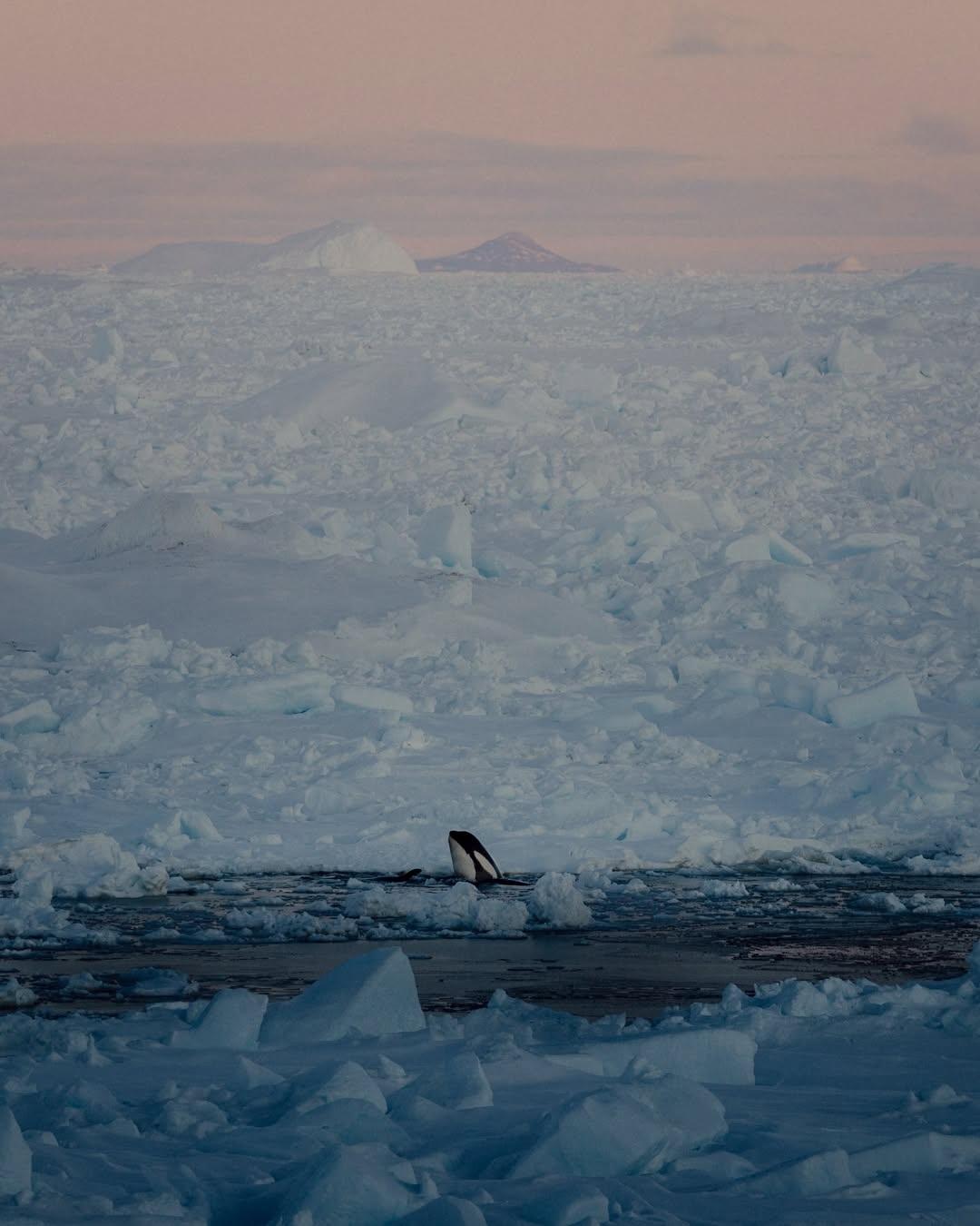 Фотографу удалось поймать действительно уникальный момент.