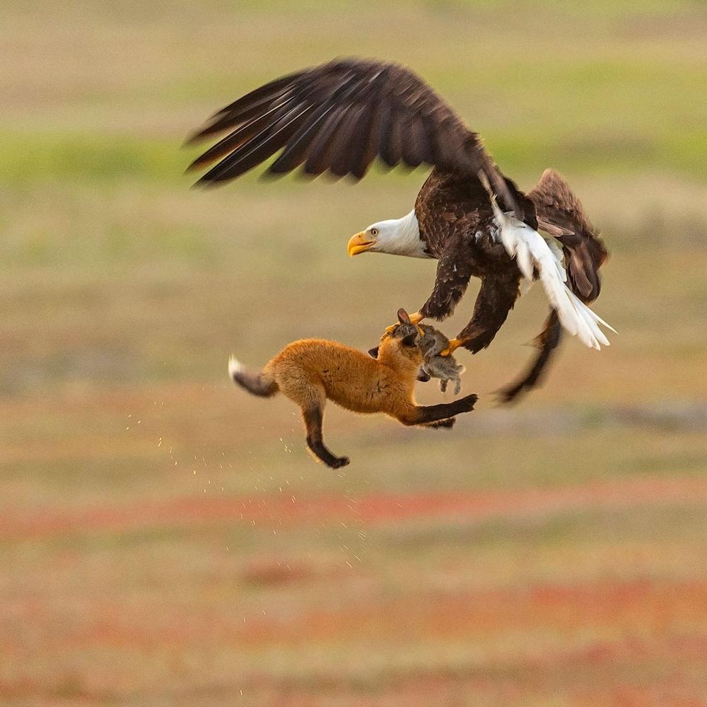 Фотограф заснял эпичную битву орлана и лисы за кролика.