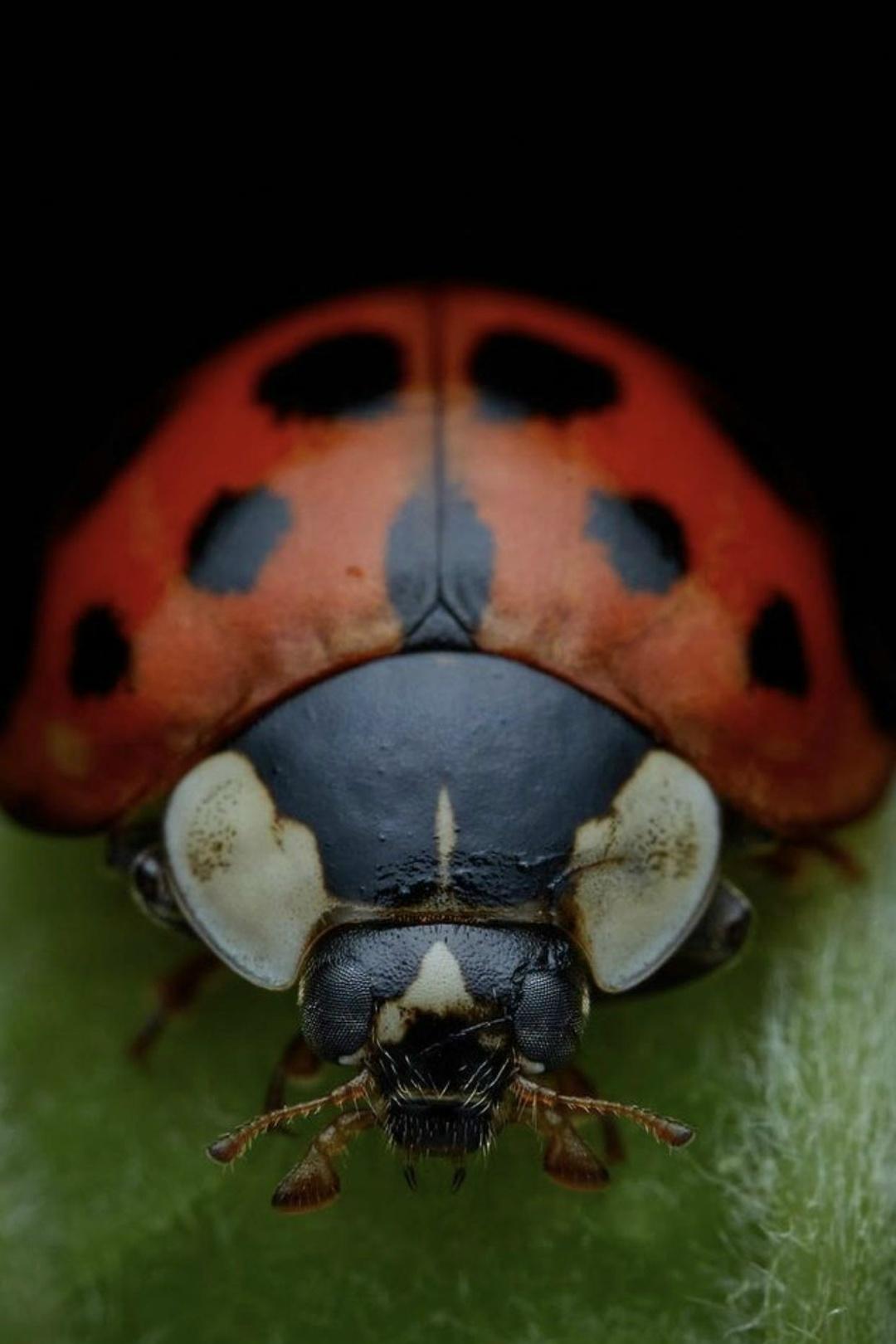 Многие привыкли считать божью коровку милым символом удачи из детских стишков. Но если бы вы были тлёй, этот «милый» жучок стал бы вашим самым страшным кошмаром. В мире насекомых божья коровка — это очень прожорливый хищник.