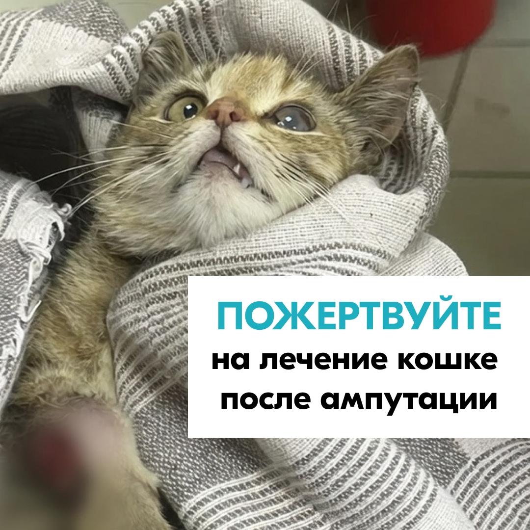 Маленькую хромающую кошечку заметили во дворе. Но она не давалась в руки. Пряталась и жалобно мяучила.