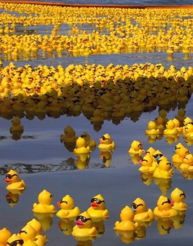 В 1992 году контейнер с 28 000 резиновыми утятами, черепашками и бобрами упал с грузового судна, попавшего в шторм в Тихом океане