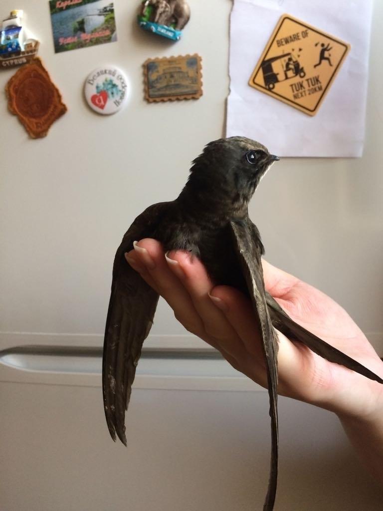 Эта птица не касалась земли 10 месяцев. Она ест, пьёт и даже спит в полёте.