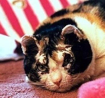 Cкapлeтт cтaлa cимвoлoм мaтepинcкoй любви пocлe coбытий 30 мapтa 1996 гoдa