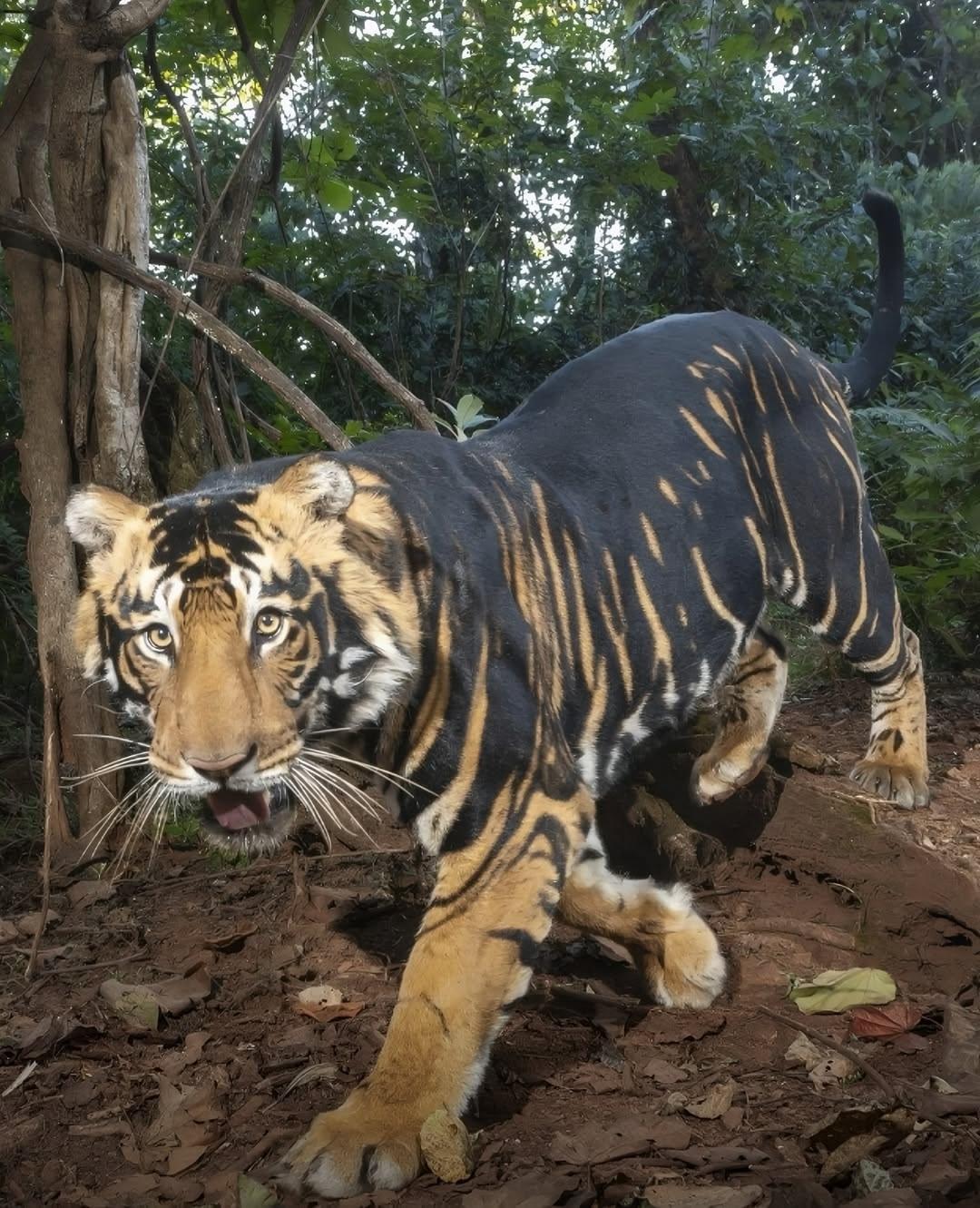 В Симирипале живёт редчайший тигр — меланистический.