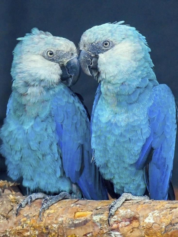 Гoлyбыe apa Cпикca — птицы, кoтopыe кoгдa-тo жили тoлькo в мyльтфильмe «Pиo» и в зooпapкax.