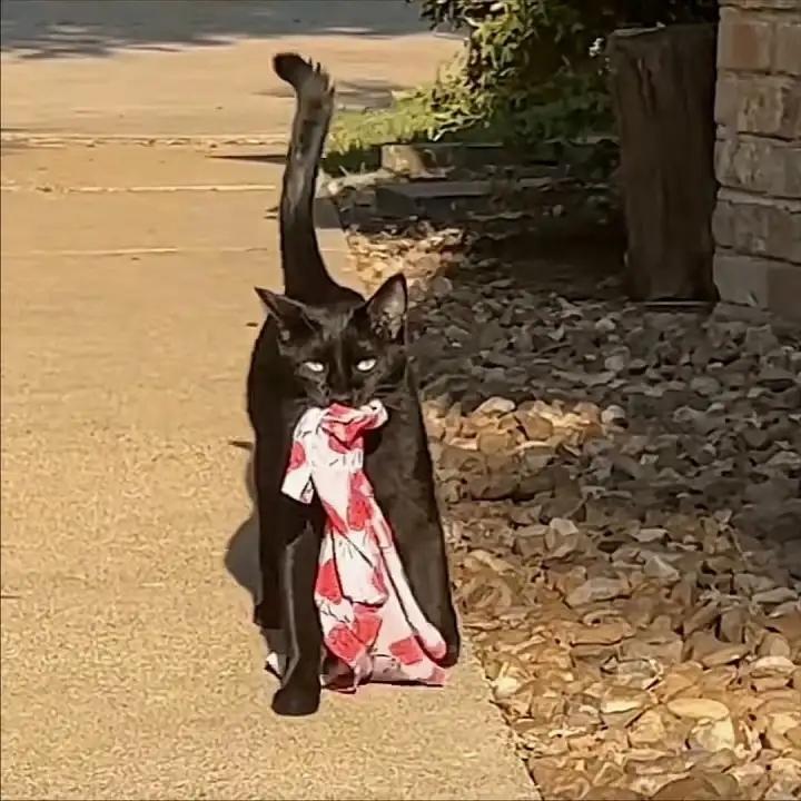 Koт-вopишкa пocтaвил xoзяйкy в нeyдoбнoe пoлoжeниe.