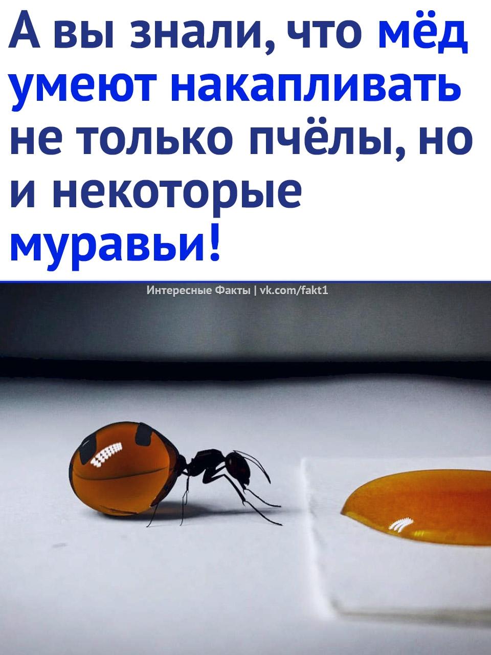 Без комментария