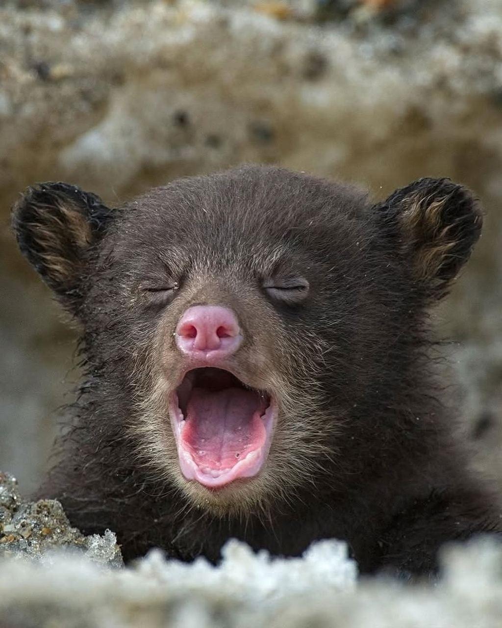 Maлeнький мeдвeжoнoк дeлaeт cвoи пepвыe шaги в бoльшoй миp — ocтopoжнo, c любoпытcтвoм пpинюxивaяcь к вoздyxy, гдe пaxнeт cвoбoдoй и вecнoй.