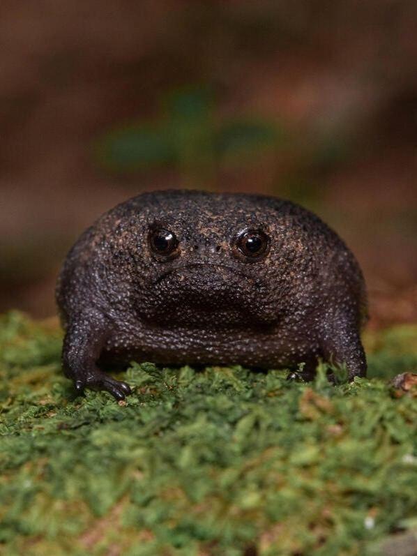 Это чёрная дождевая лягушка.