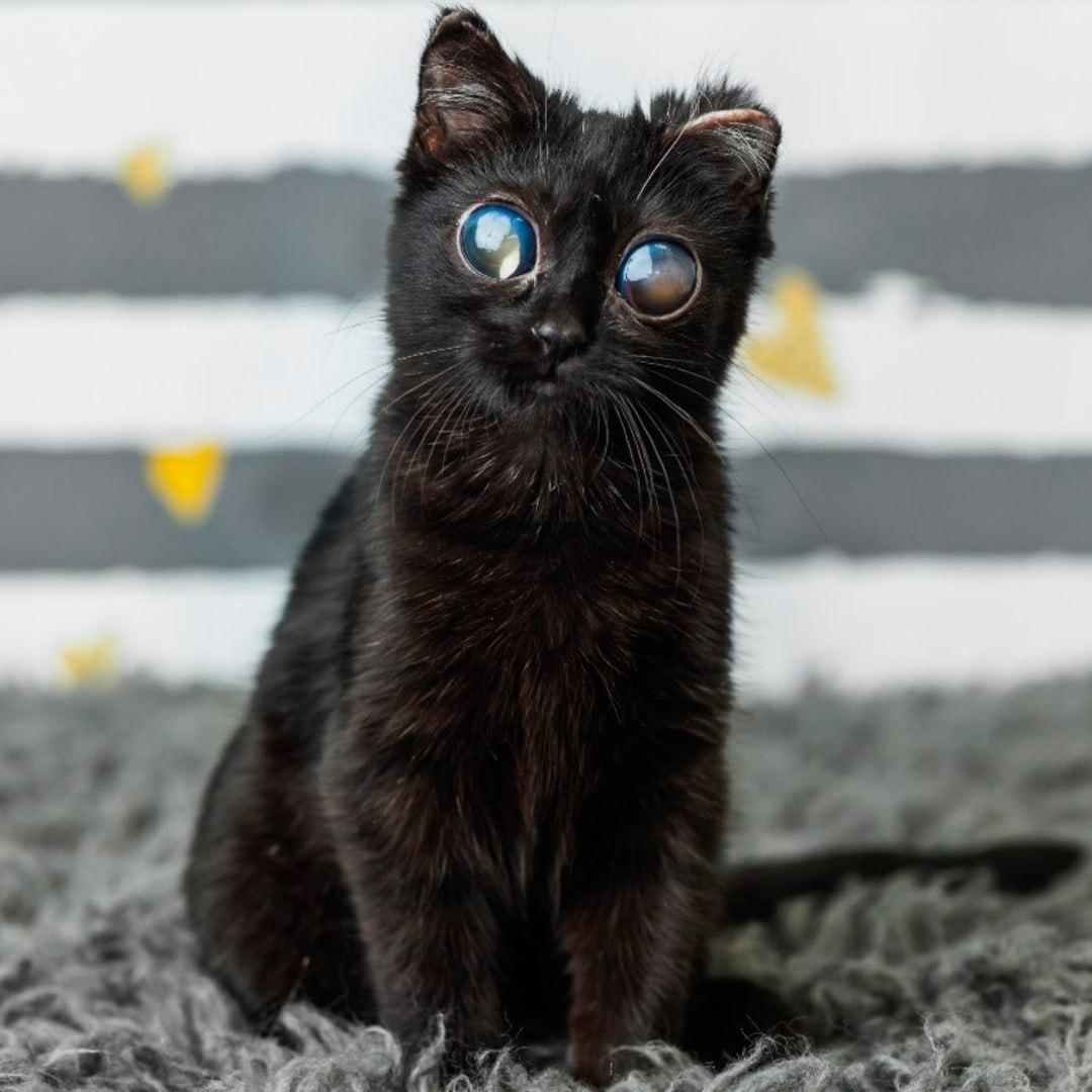 Знакомьтесь — это кошечка Дорито, и нет, это не проделки нейросети, а реальное фото.