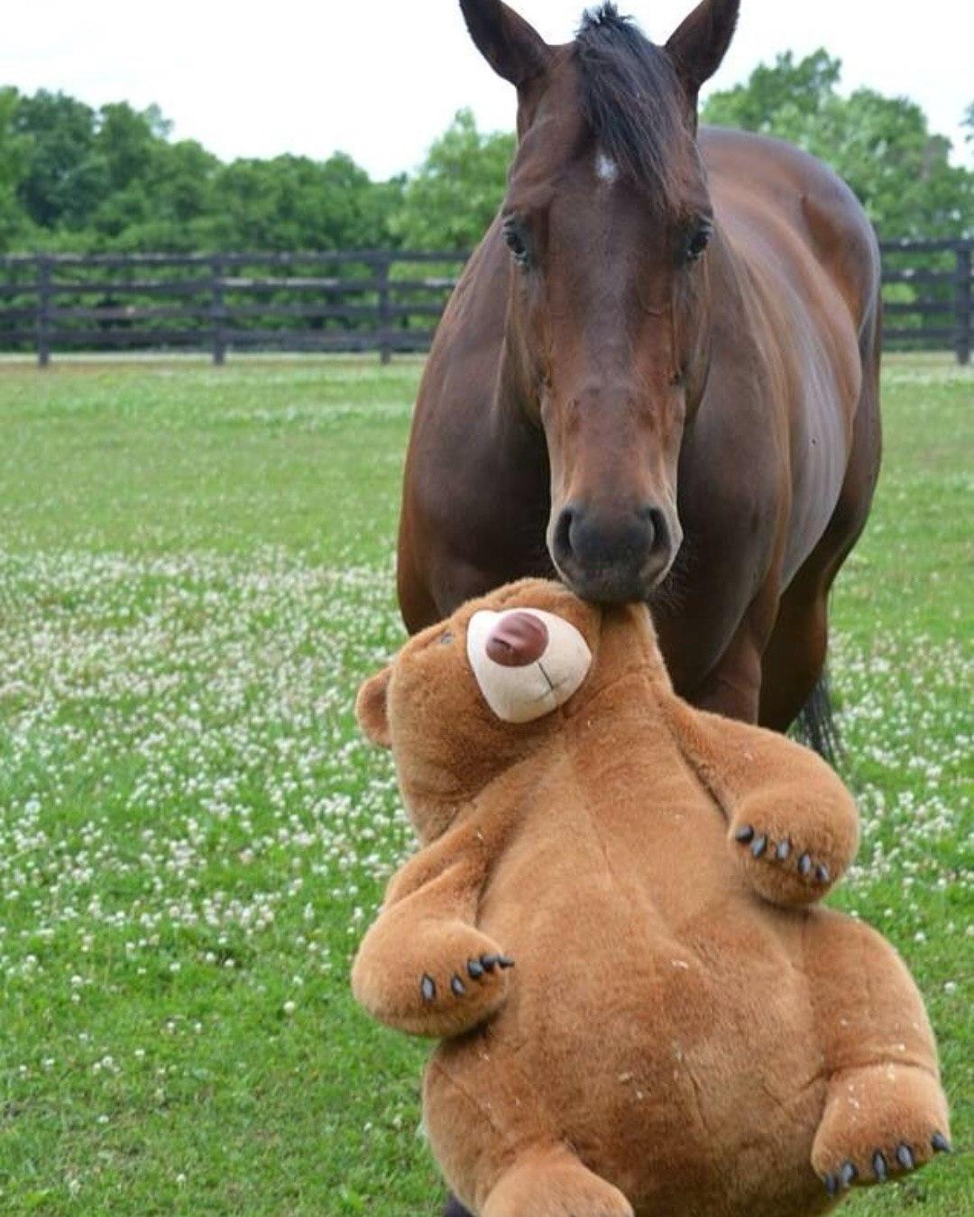 У некоторых лошадей есть свои мягкие игрушки для эмоциональной поддержки — и это не милое преувеличение, а реальная практика &#128052;