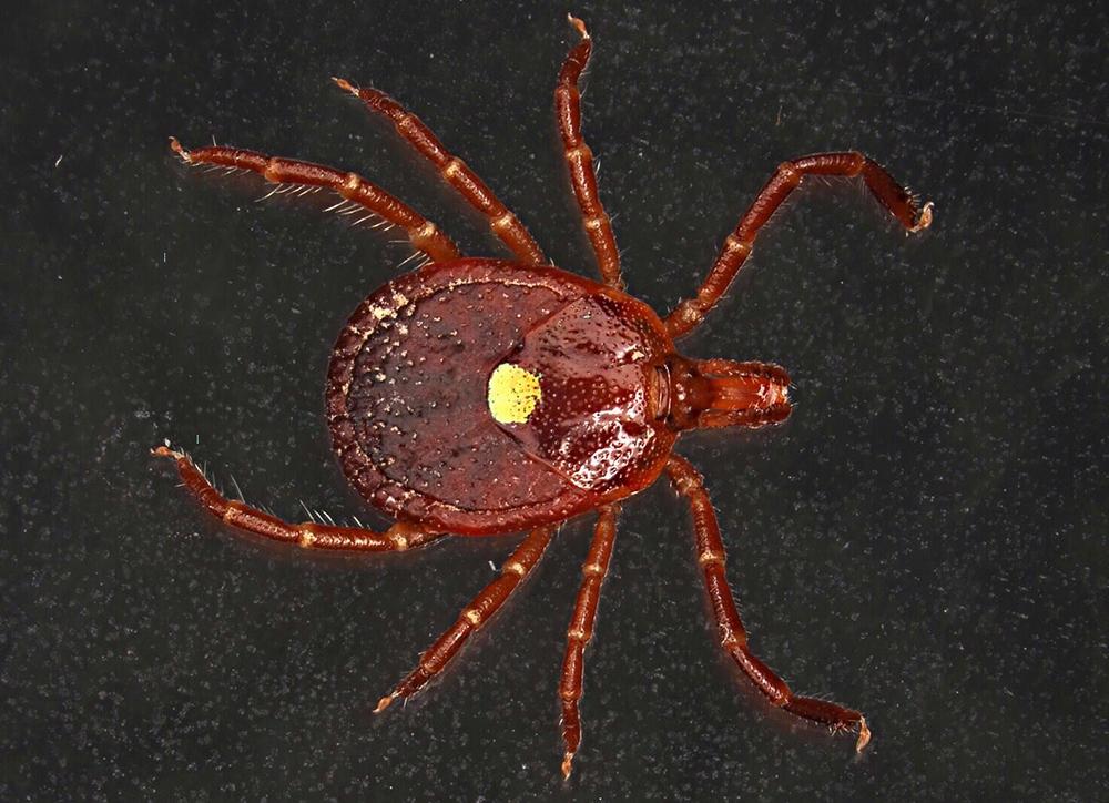 Рекорды и факты каждый день!