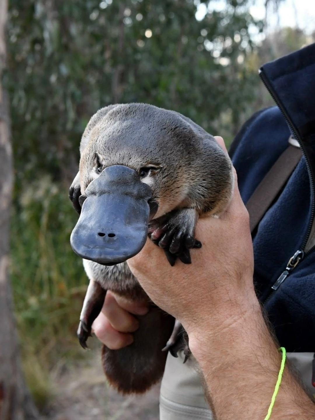 Рекорды и факты каждый день!