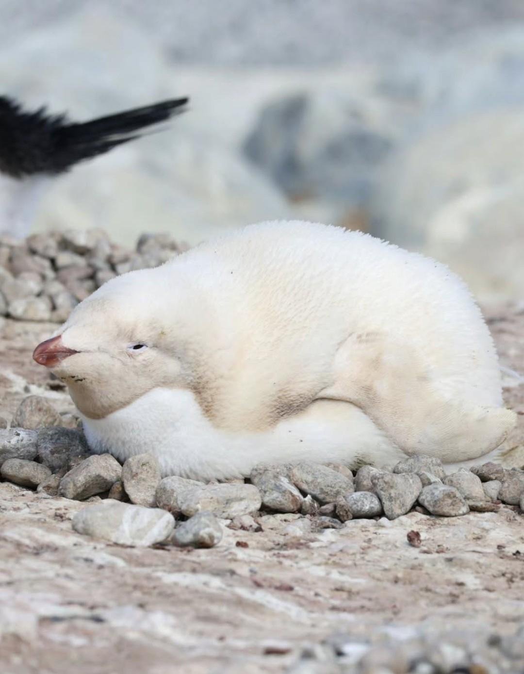 Рекорды и факты каждый день!