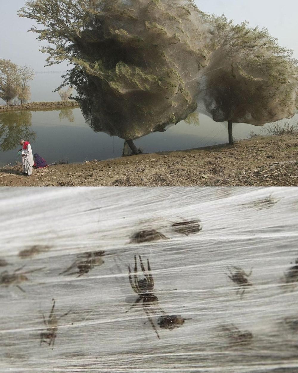 Пауки в Пакистане оплетают деревья паутиной, спасаясь от наводнения, тем самым они истребили всех комаров — разносчиков малярии