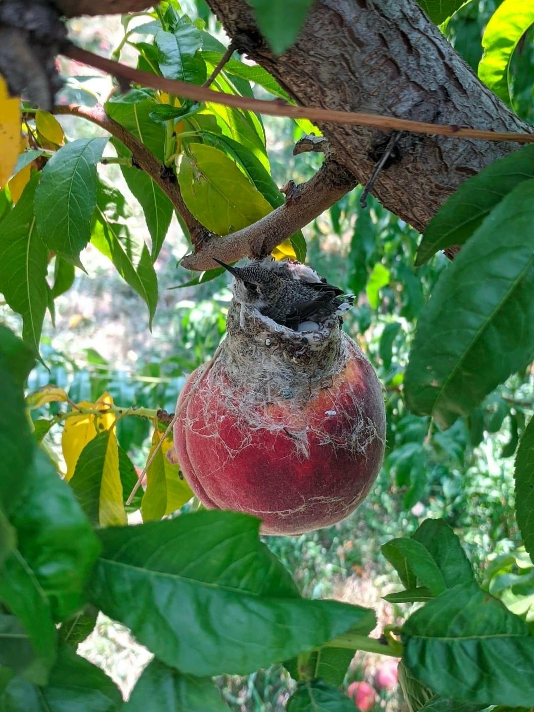 Крошечная малышка-колибри решила, что лучший дом — это спелый персик.