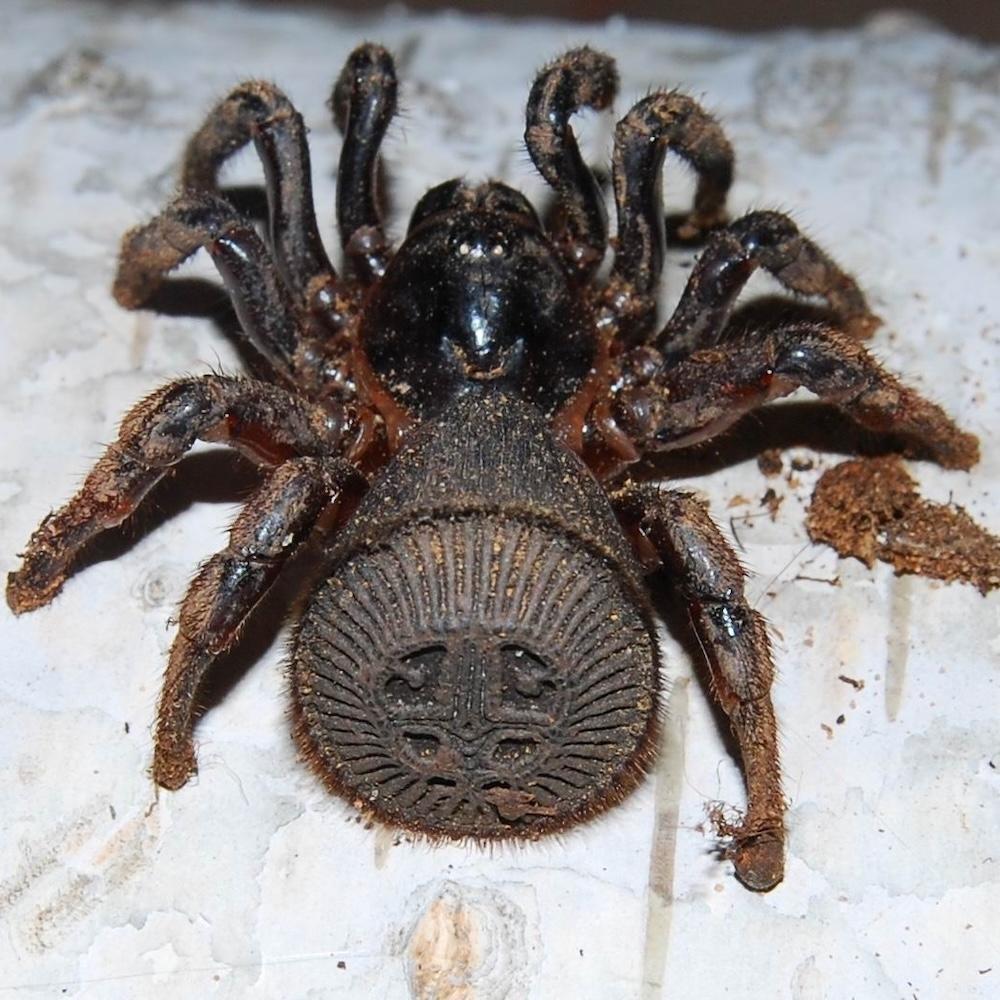 Зачем самый древний паук на планете носит на себе «печать»?