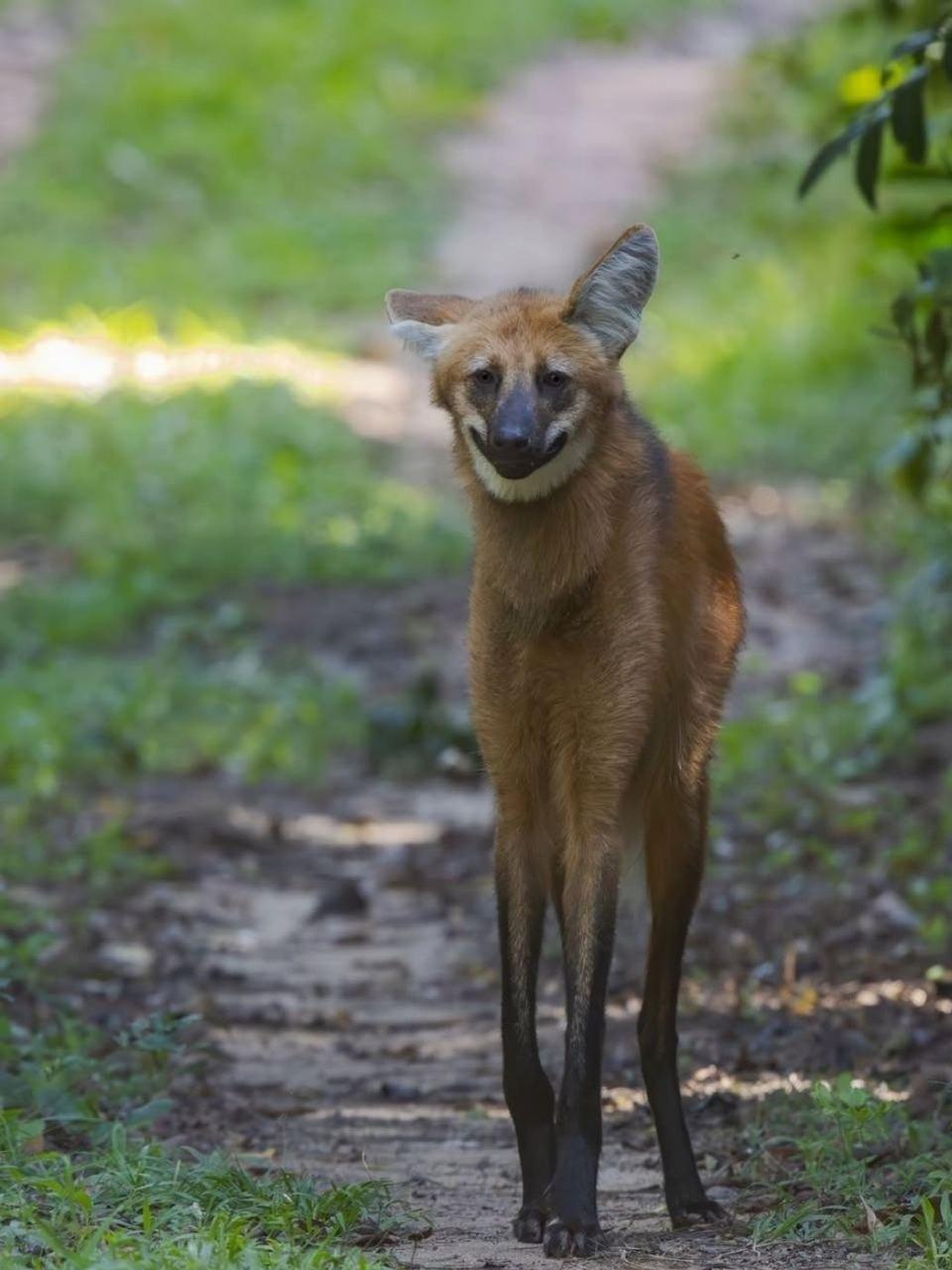 Фотограф Габриель Бонфа даже не подозревал, что одно из самых редких и желанных животных сам придёт к нему «в гости».