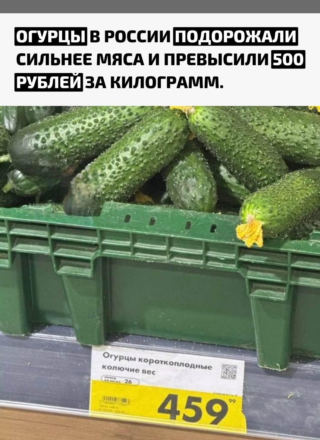 По статистике, свинина в среднем стоит 376,75 ₽ за килограмм, курица — 220,73 ₽. При этом короткоплодные огурцы неожиданно превысили отметку в 500 ₽.