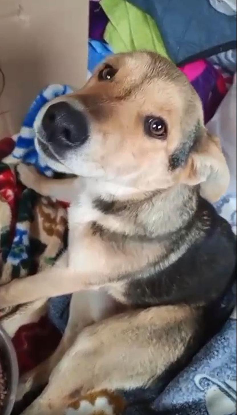 Сломали позвоночник и бросили! Она лежала в коробке и еле поскуливала. Маленький комочек с мягкими ушками, которому от силы несколько месяцев. На дне коробки оставили лишь кусок хлеба.