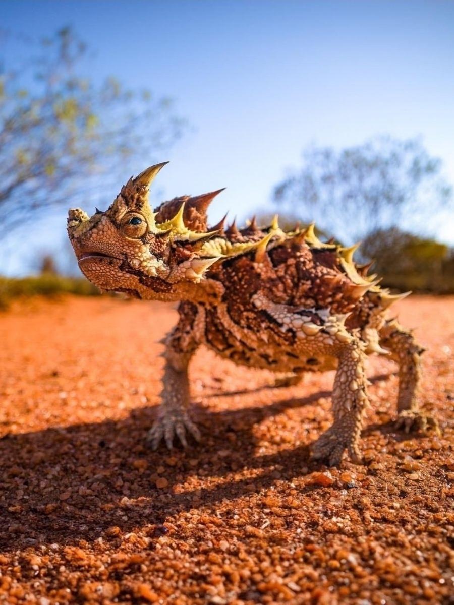 В пустынях Австралии живёт ящерица с грозным именем — молох (он же колючий дьявол).
