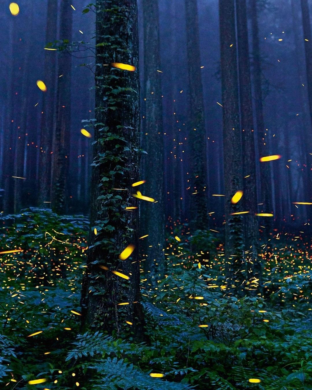 Вот как выглядит ночной лес у Нагано при съёмке на длинной выдержке: