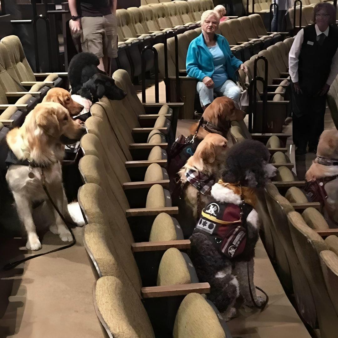 Собак-поводырей иногда приводят на музыкальные концерты. Это в их обучении самый сложный экзамен. Если они смогут досидеть до конца и не сорвать выступление — обучение пройдено.