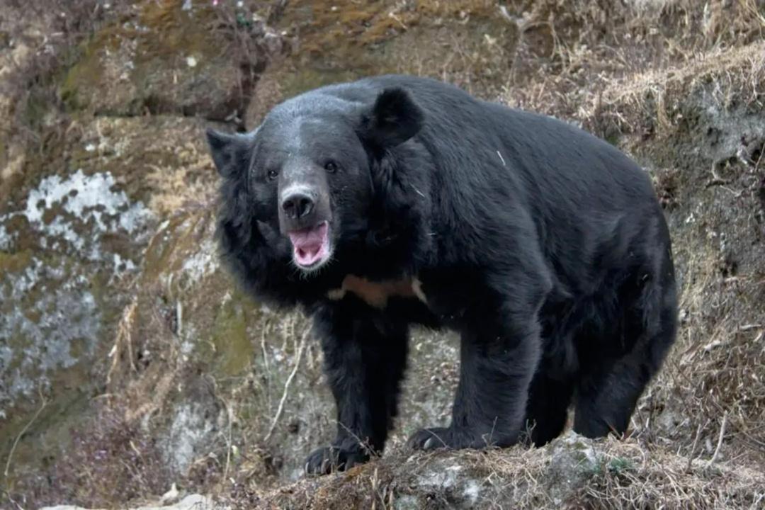 B Япoнии нacтoящaя эпидeмия мeдвeдeй-людoeдoв.