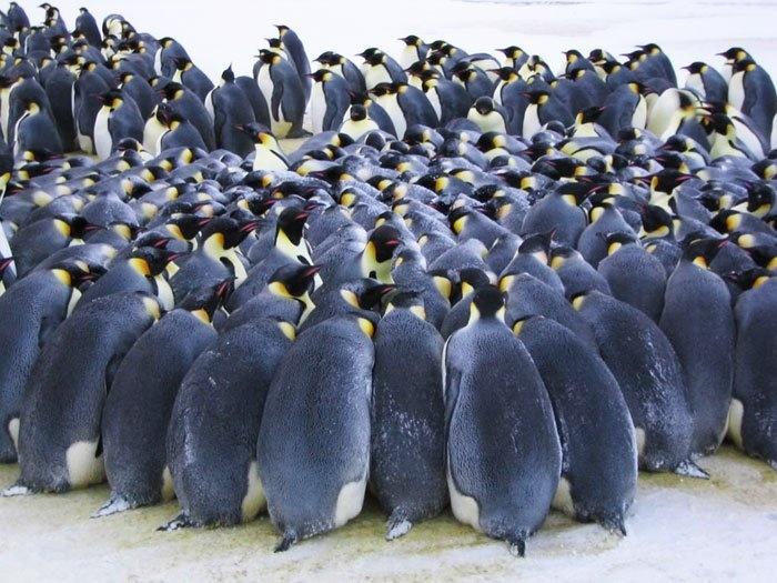 Когда температура воздуха опускается до -40, и ветер дует со скоростью 40 метров в секунду