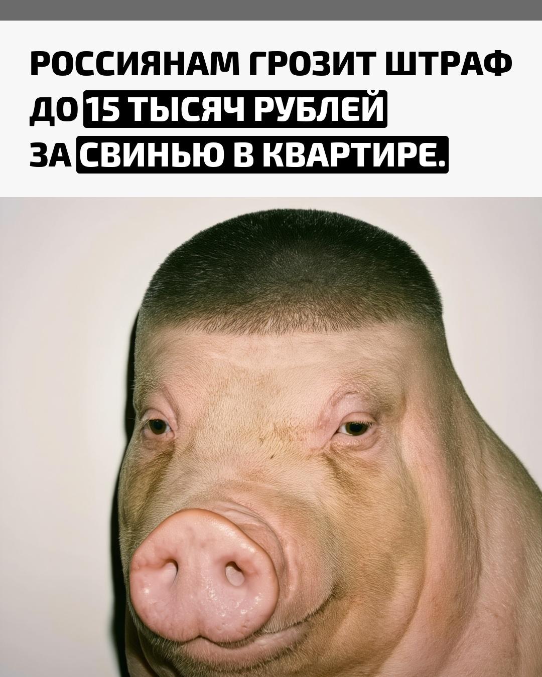 Любители домашних экзотических питомцев рискуют попасть под административное наказание: если соседи пожалуются на запах или шум, животное могут изъять