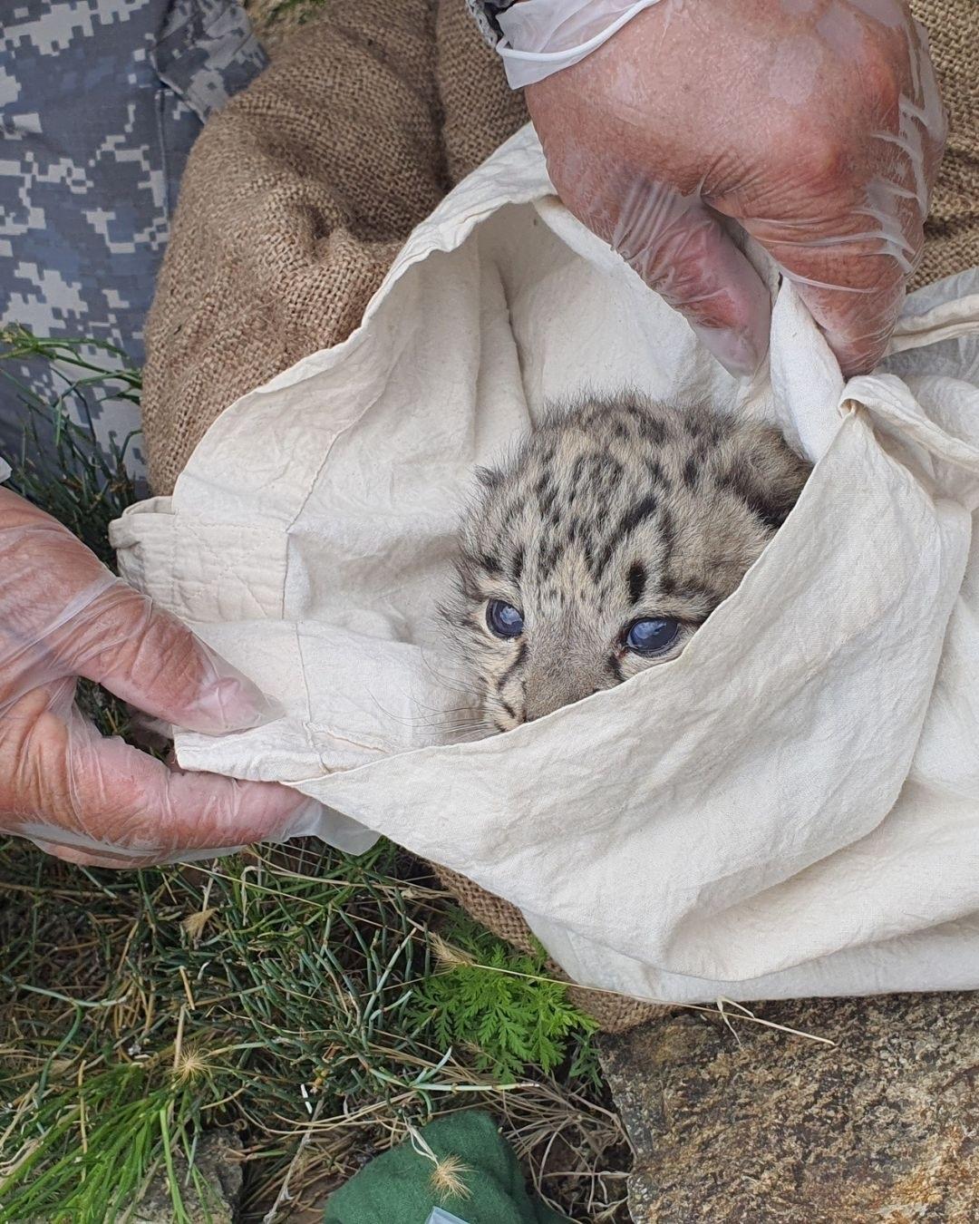 В горах Монголии учёные сделали редчайшую находку — сразу пятерых малышей снежного барса в двух разных укрытиях 🐾
