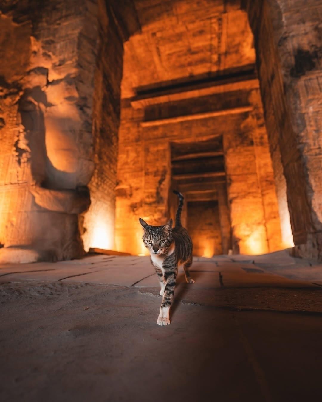 Знакомьтесь: Сиси — кошачья богиня храма Дендера в Египте.