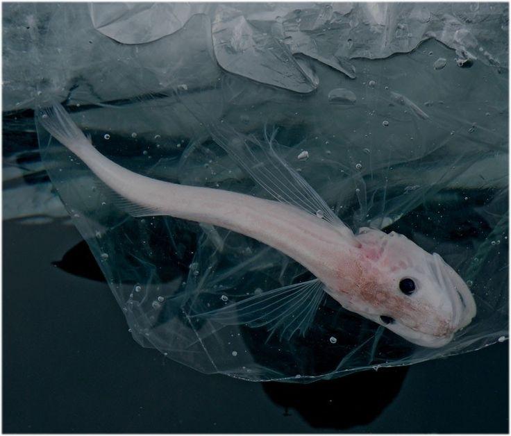 Kaкaя pыбa нa плaнeтe caмaя жиpнaя?