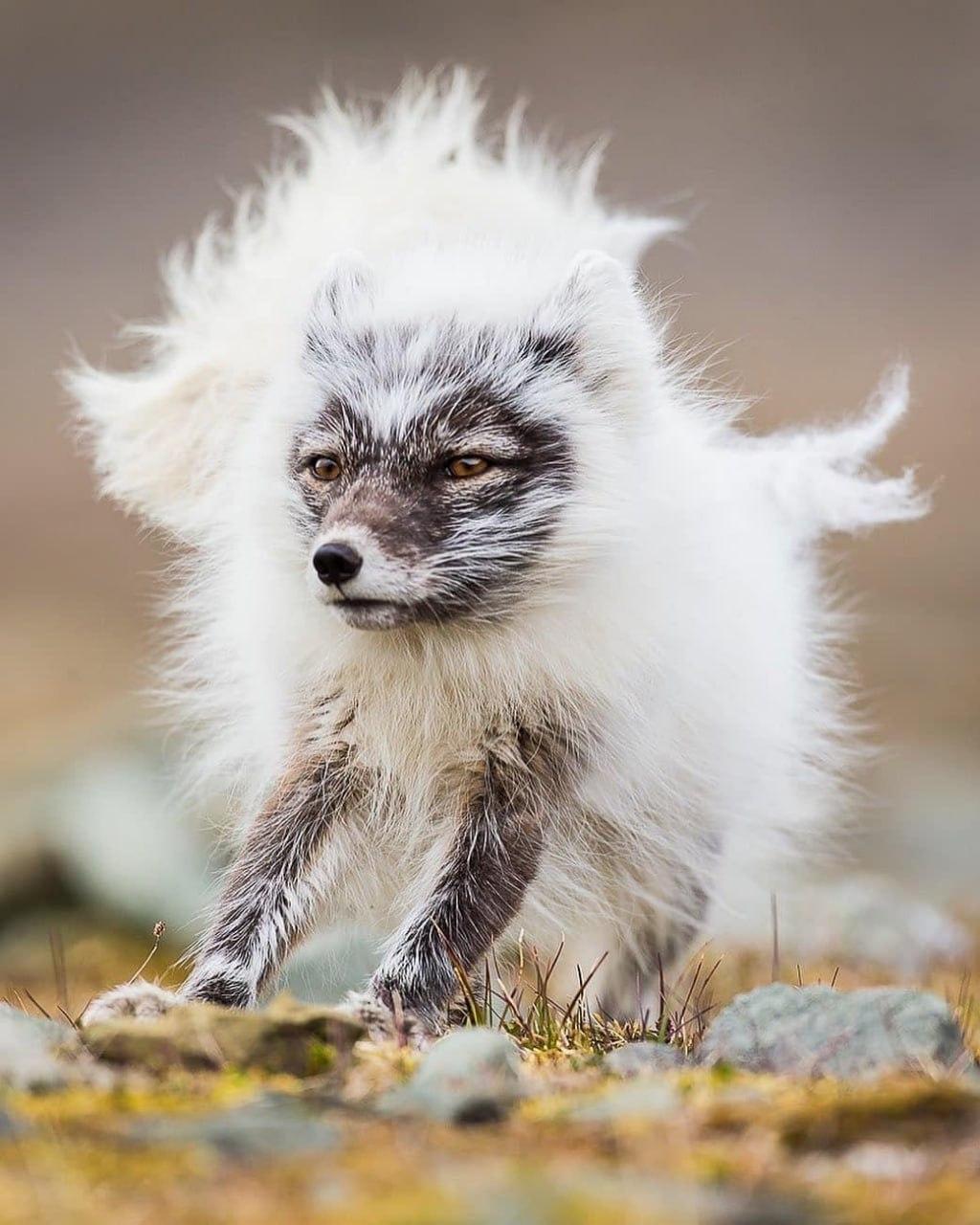 Как выглядит полярная лиса во время смены зимней шерсти на летнюю