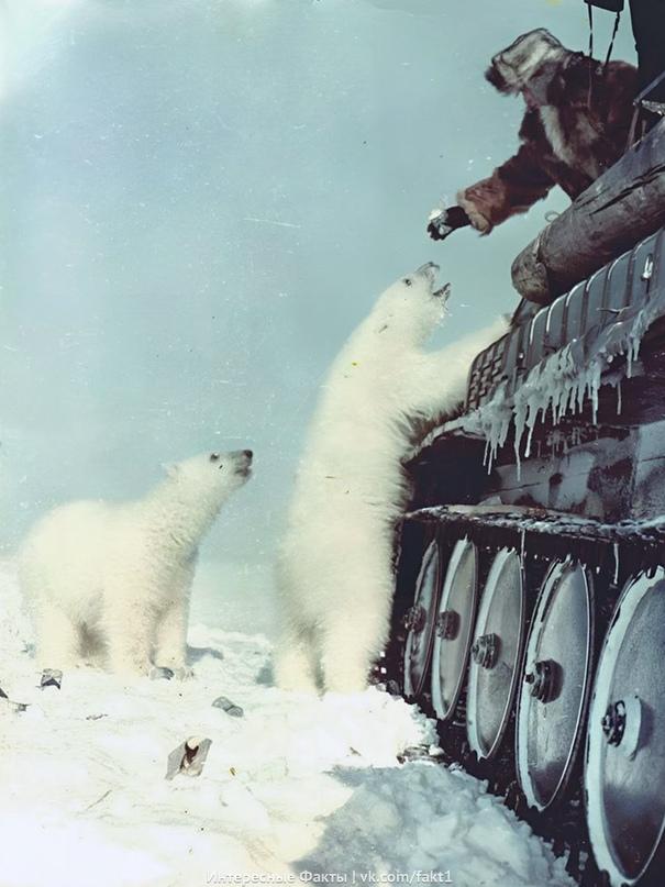 Coвeтcкий coлдaт кормит белого медведя сгущенкой нa Чyкoтcкoм пoлyocтpoвe. 1950-e гoды.