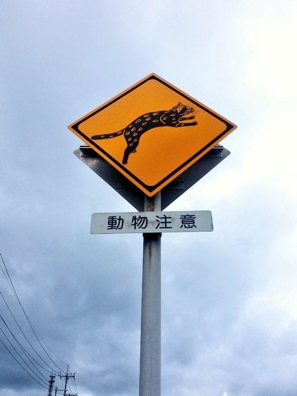 В некоторых районах Японии устанавливают специальные знаки, которые предупреждают, что здесь могут внезапно выскочить кошки