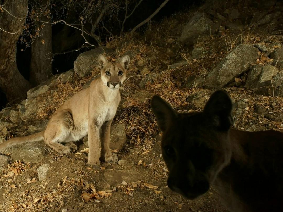 Дикие кошечки в фотоловушках.