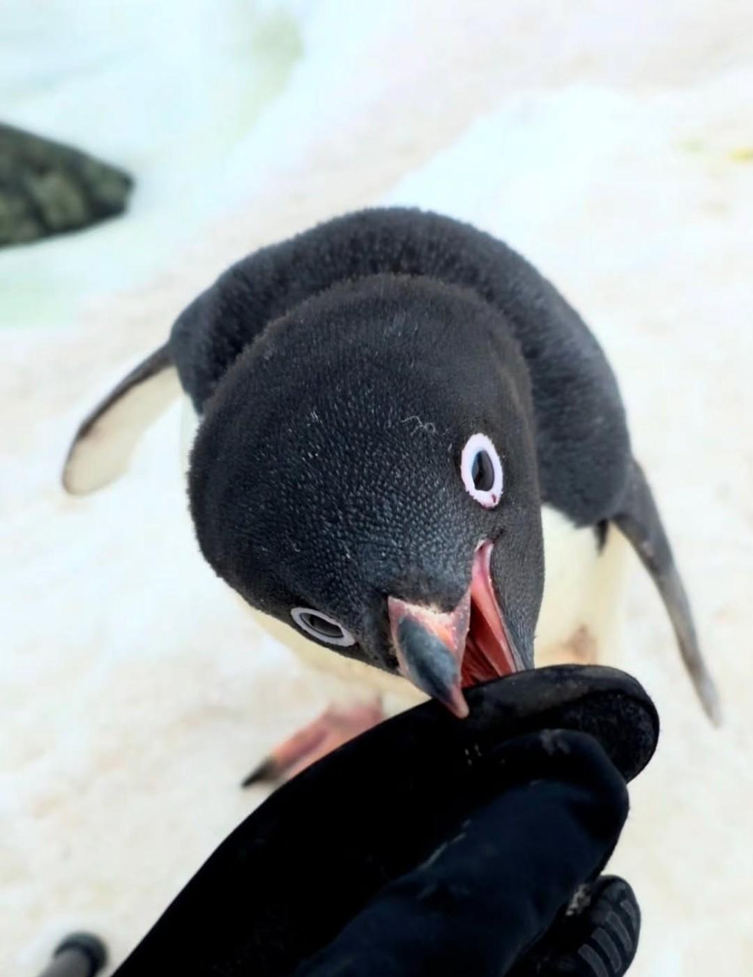 Пингвин Адели решил проверить, съедобен ли фотограф Мёнхо Со