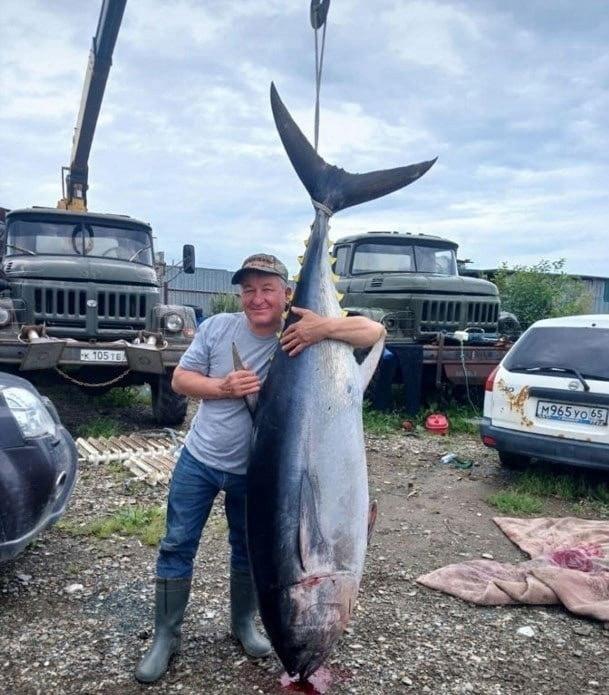 &#128562; На Сахалине удалось поймать тунца весом в 112 кг